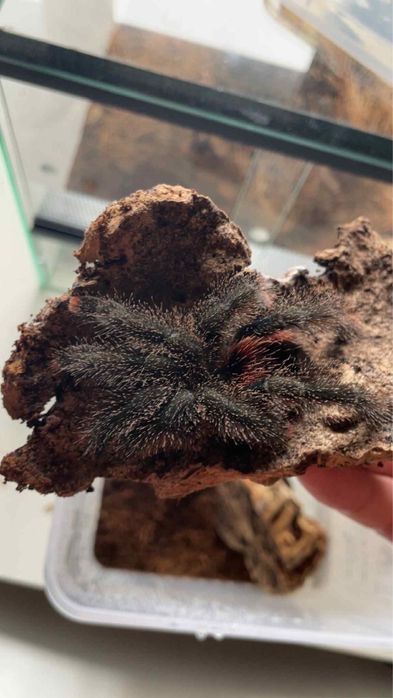 Avi juruensis m2 samica 5dc