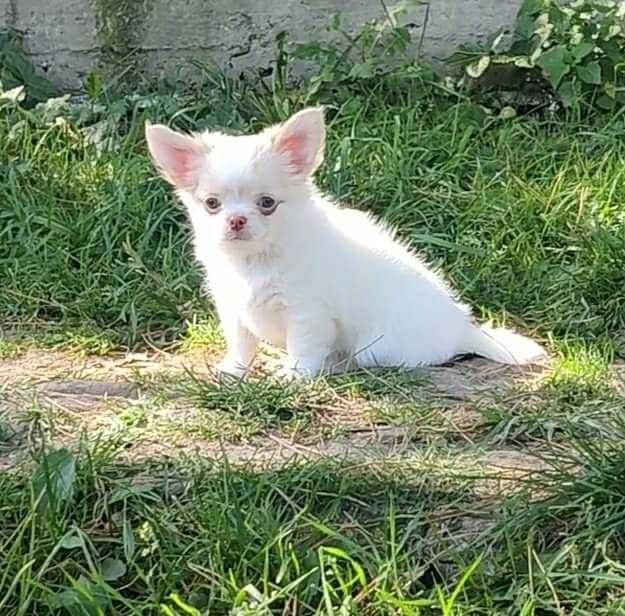 Piękna długowłosa dziewczynka Chihuahua . Rodowod FCI