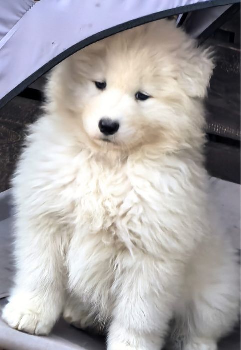 Śliczny mały piesek Samoyed
