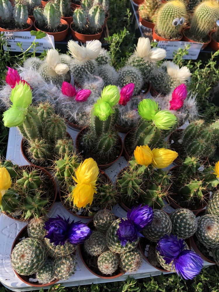 Sukulenty kaktusy podziekowanie dla gości eszeweria drzewko szczęścia
