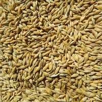 Ячмінь,  пшениця у мішках