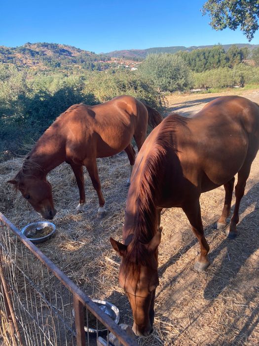 garanhao de quase 3,5 anos