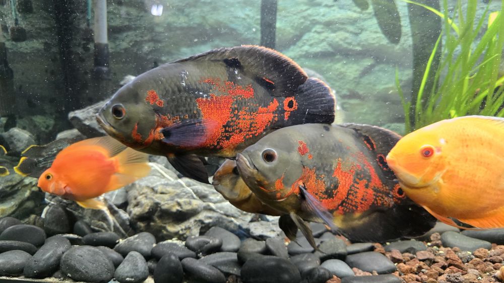 Pielęgnica pawiooka pielęgnice pawiookie dobrana para