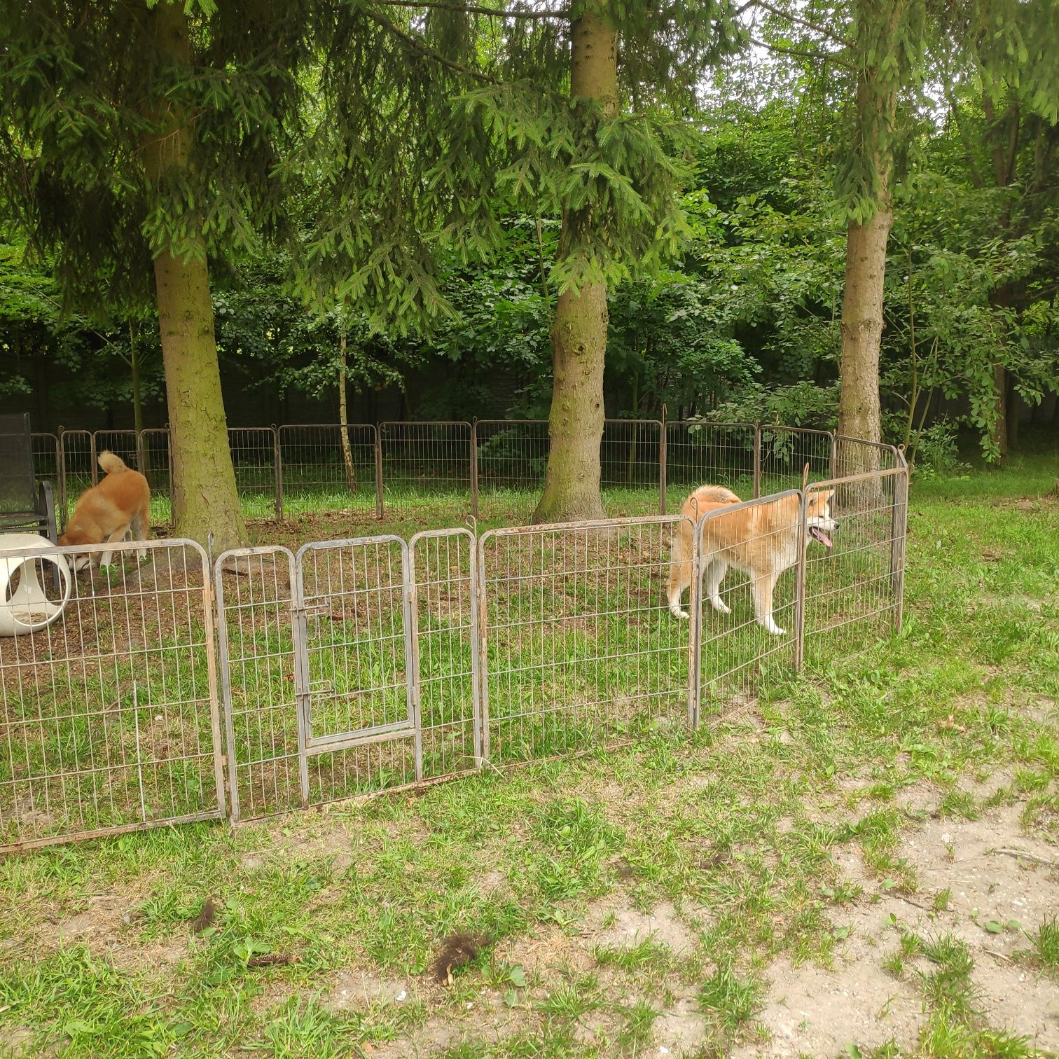 Akita inu szczeniak FCI