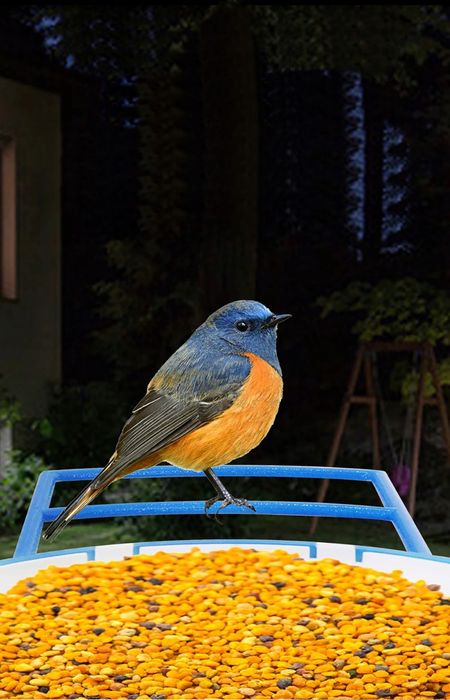 Smart Karmnik Dla Ptaków Kamera Solarna Wifi Full HD