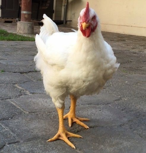 Kurczaki brojlery 2,5kg-3kg