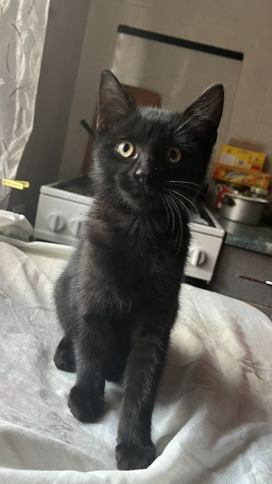 Котята 5 мес. в надежные руки. Черные, черно-белые