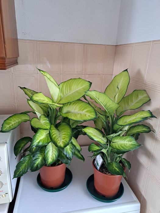 Dieffenbachia (comigo-ninguém-pode)