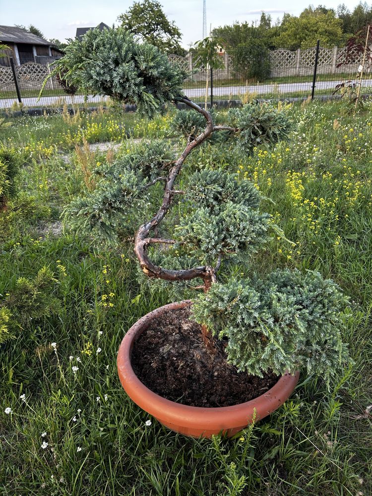 Bonsai, krzewy, rośliny