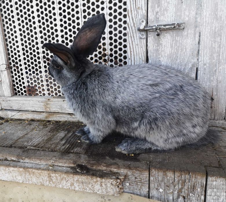 Самці полтавське срібло кролі