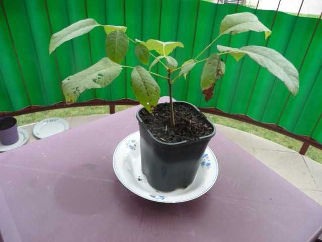 sadzonki orzecha włoskiego