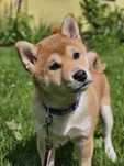 SHIBA INU - czerwona suczka FCI