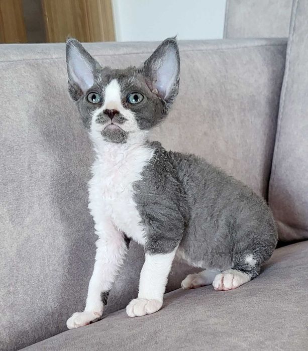 Dziewczynka devon rex gotowa na zmianę domu FPL