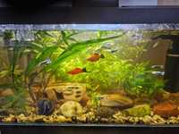 Akwarium Aquael Opti Tank 54l z rybami