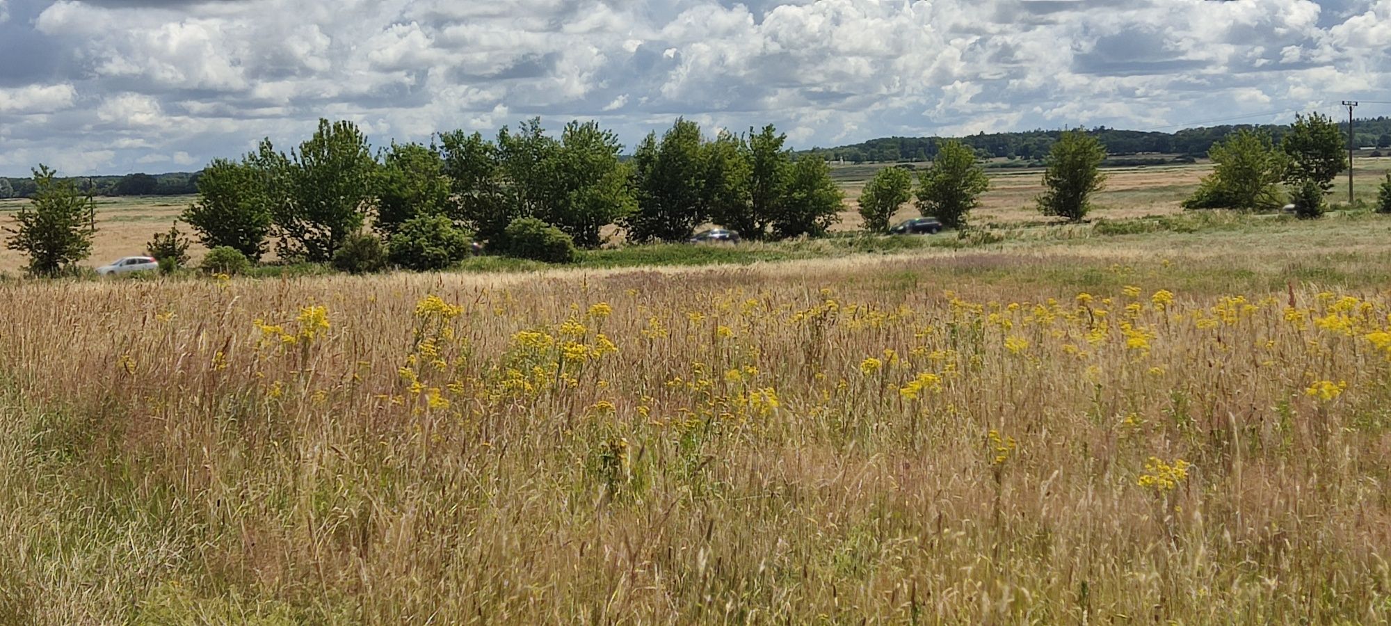 Działka budowlana 5000m2   POBIEROWO