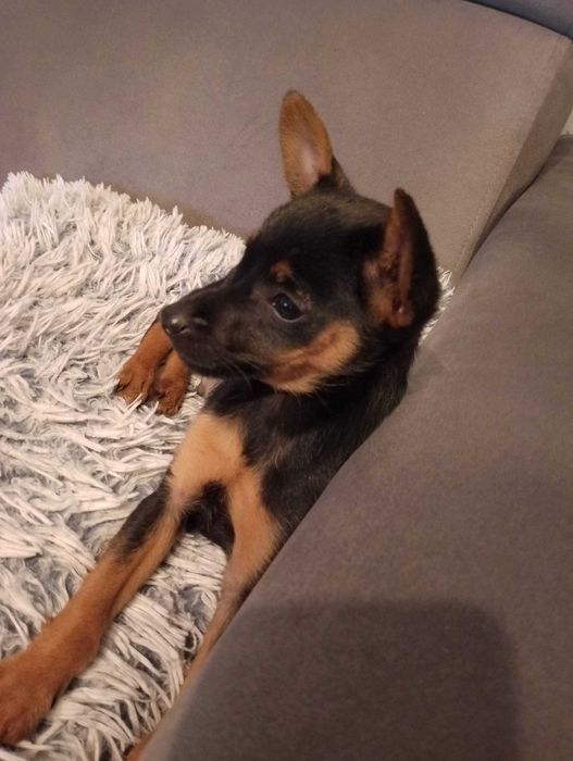 Śliczny pinczerek miniaturka ,ratlerek