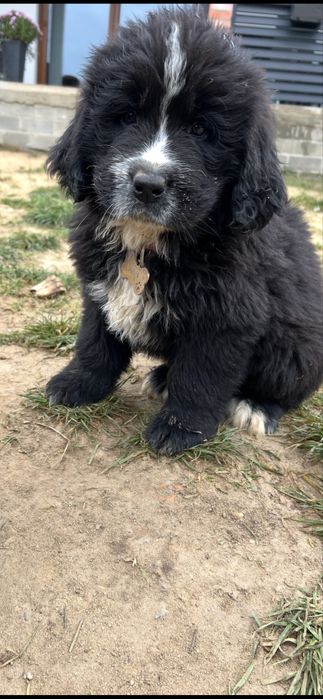 Nowofundland - wodołaz