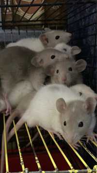 Декоративні пацюки