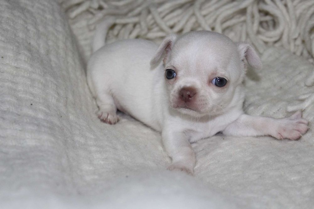 Продам маленького члена сім"ї. Дітки Чихуахуа