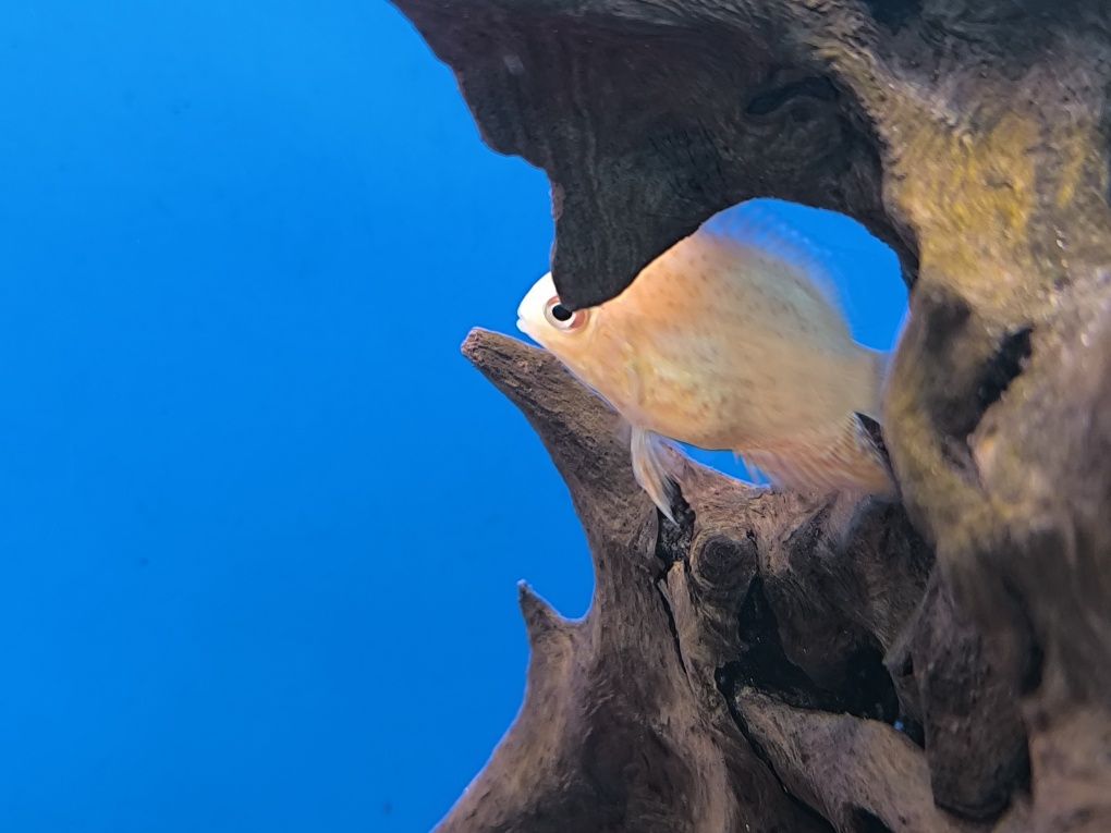 Severum Red Spotted