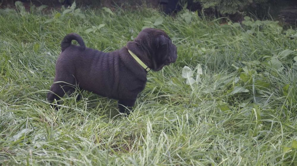 Enzo ,cudny szczeniak Shar Pei z rodowodem