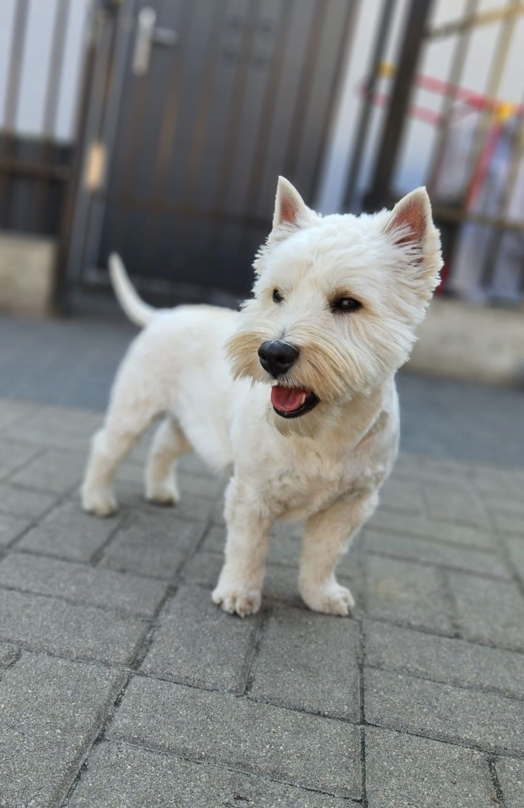 West Highland white terrier - reproduktor