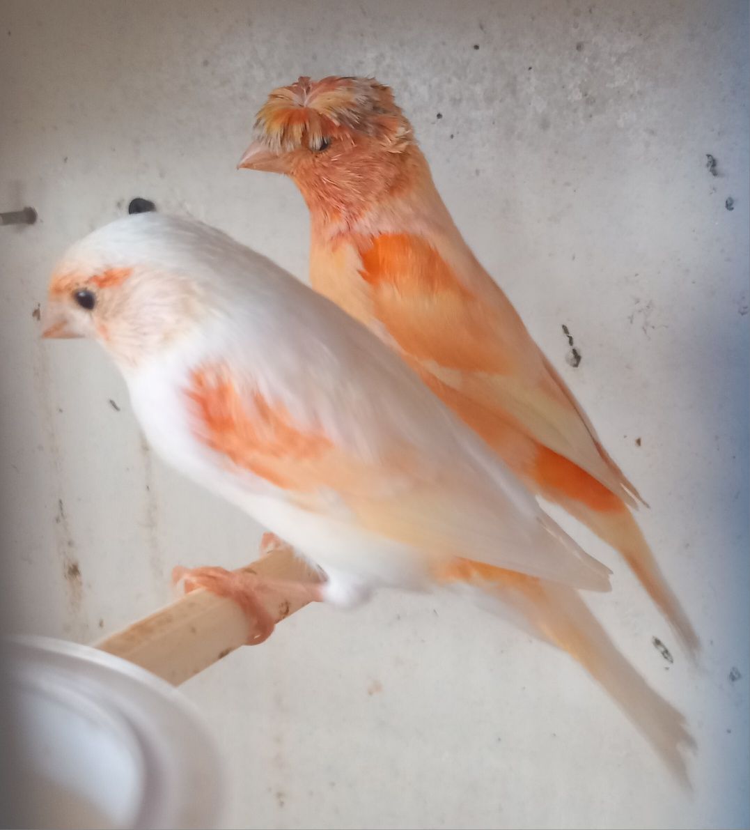 Casal 35€ Canários de qualidade para mudar de gaiola.