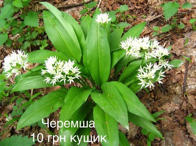 Весняні квіти: фіалка садова, примула, незабудки, рястка