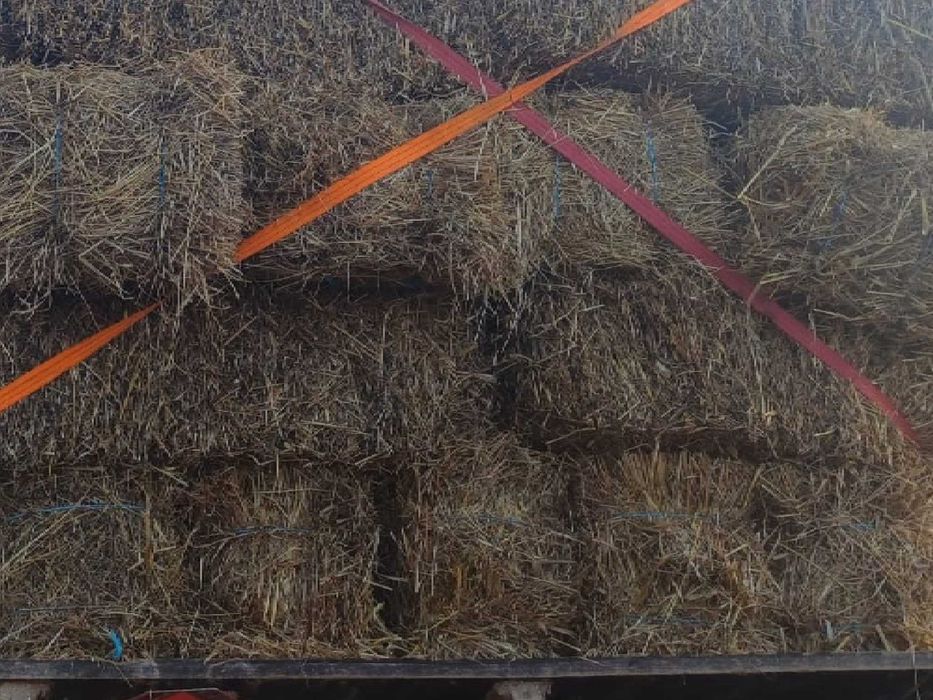 FENO 2025 de Qualidade – Ideal para Gado, Cavalos e Ovinos