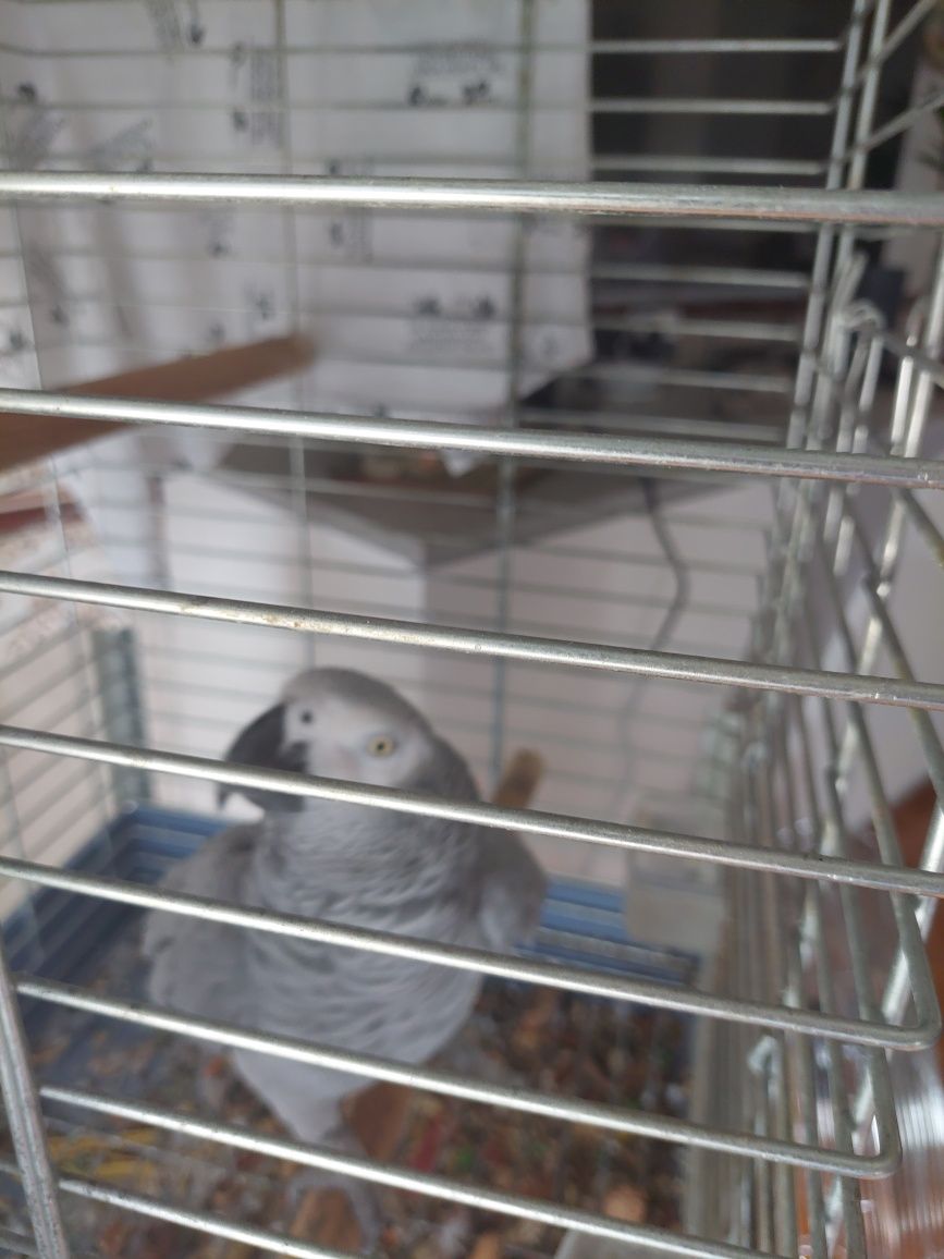 Papagaio c gaiola