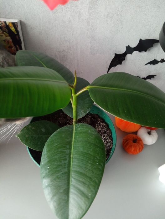 Фікус сортовий широколистний дешево