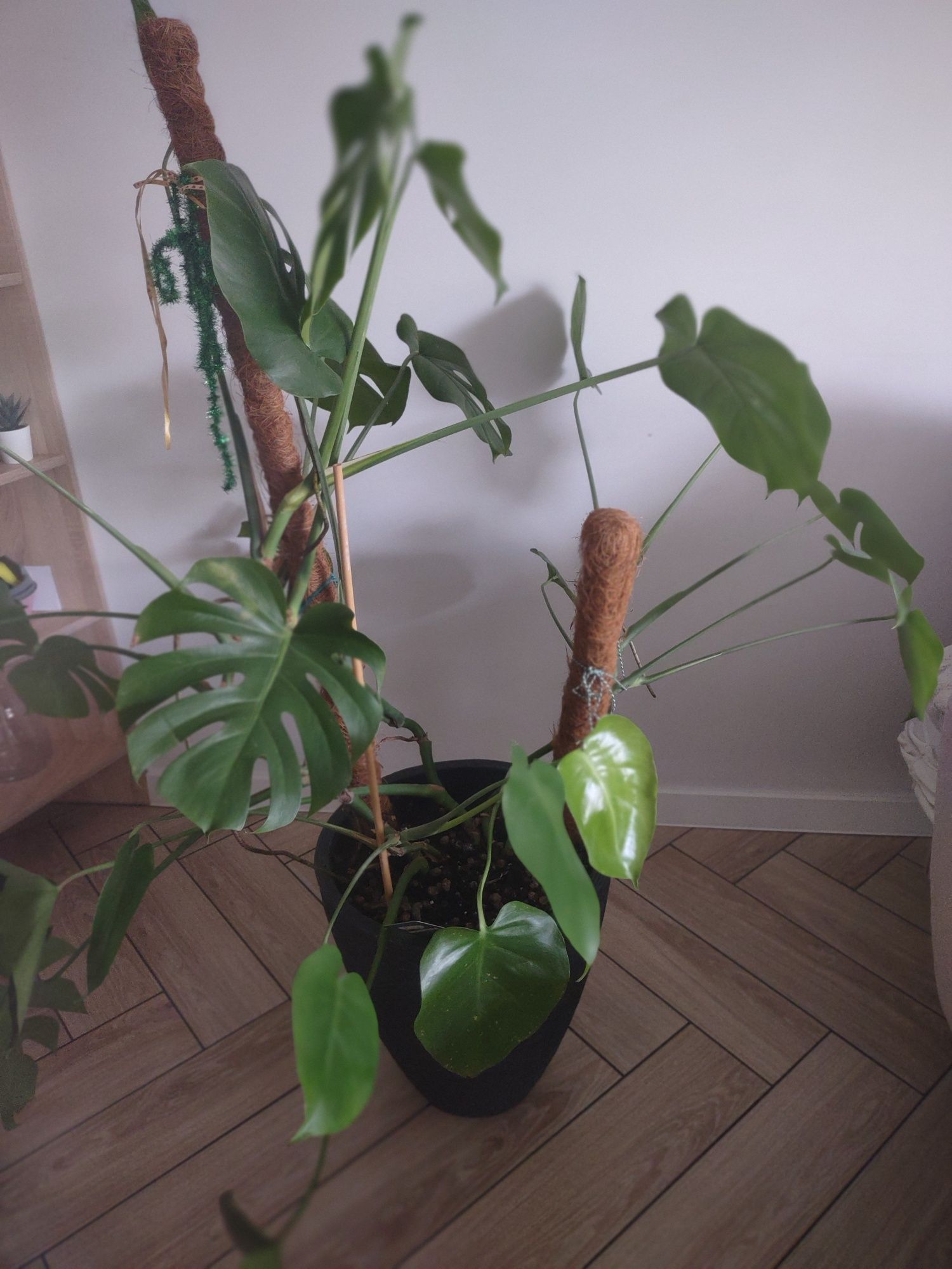 Monstera dziurawa 150 cm