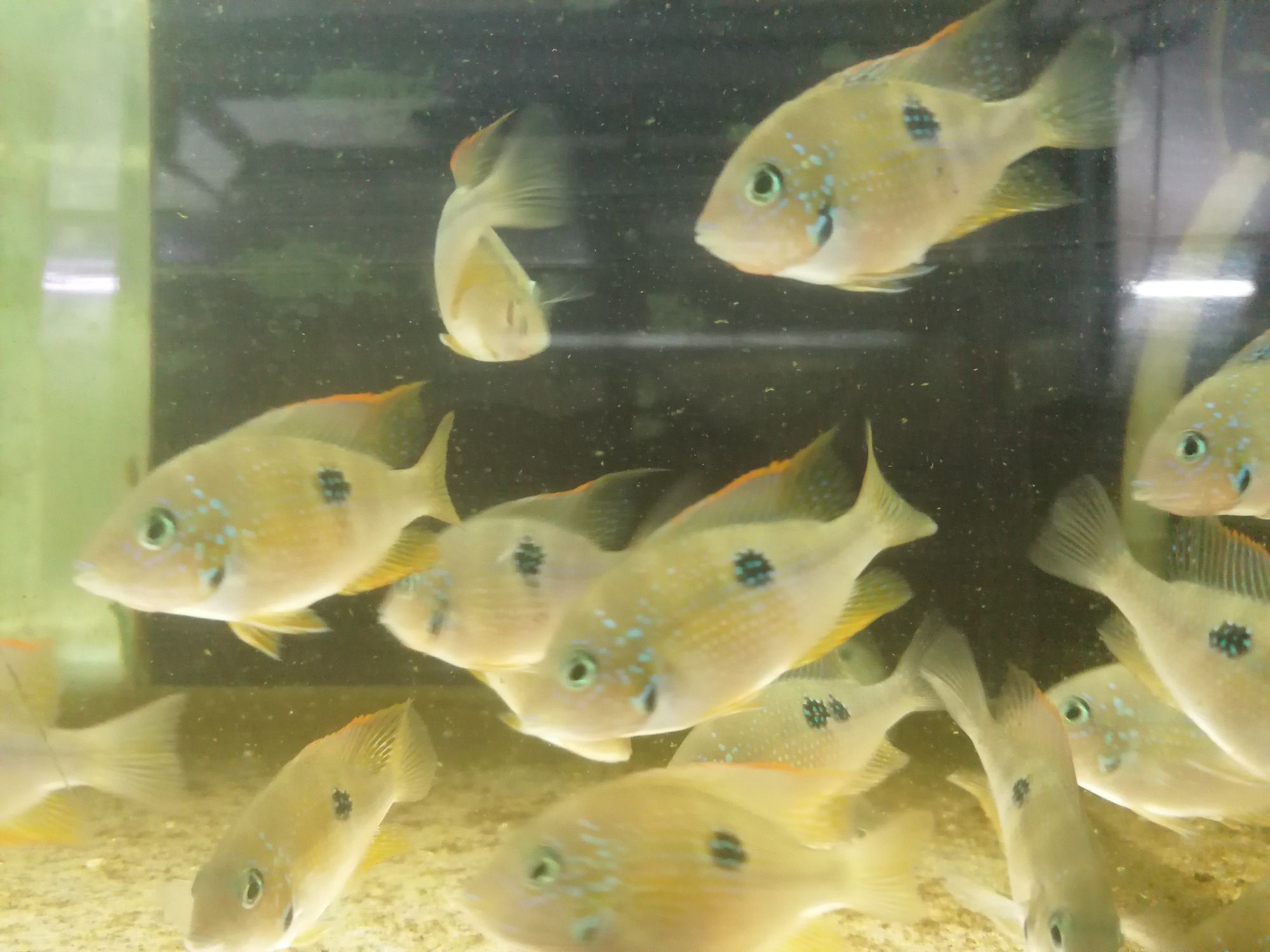 Thorichthys ellioti