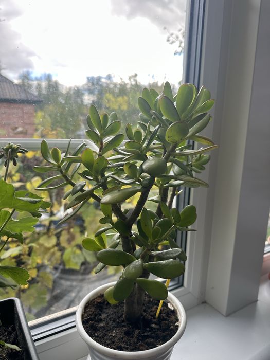 Крассула, денежное дерево