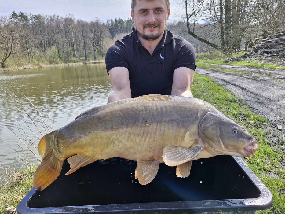 Karp na łowiska 7-10 kg tarlaki