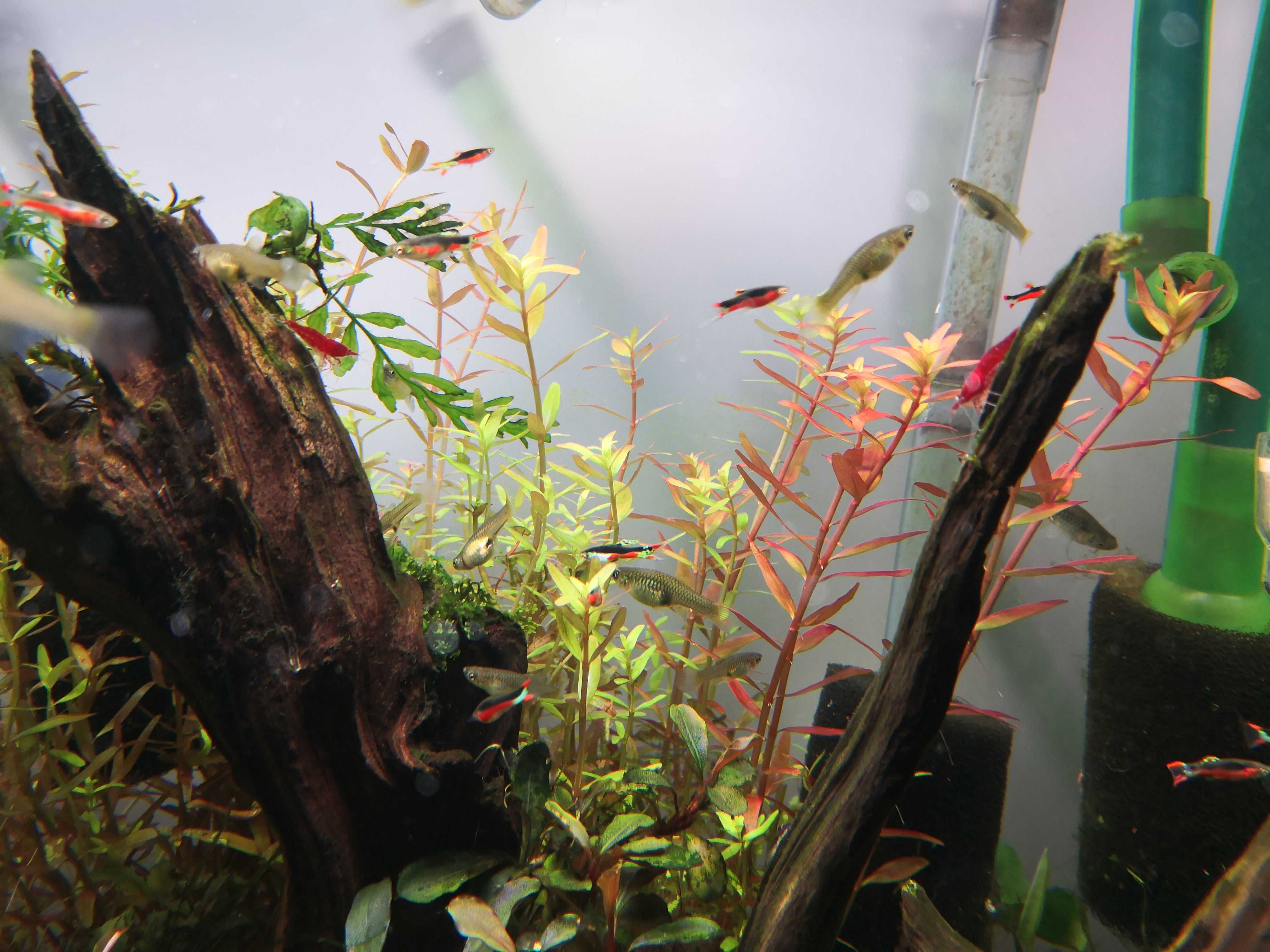 Rotala colorata roślina akwariowa