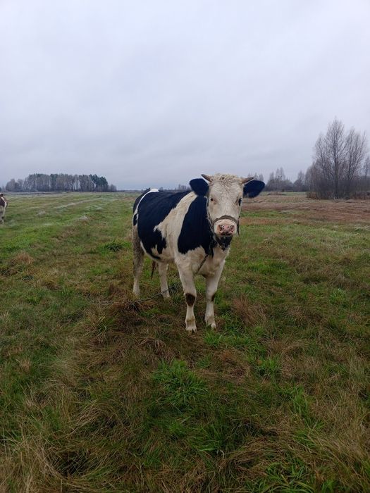 Продам тільну телицю