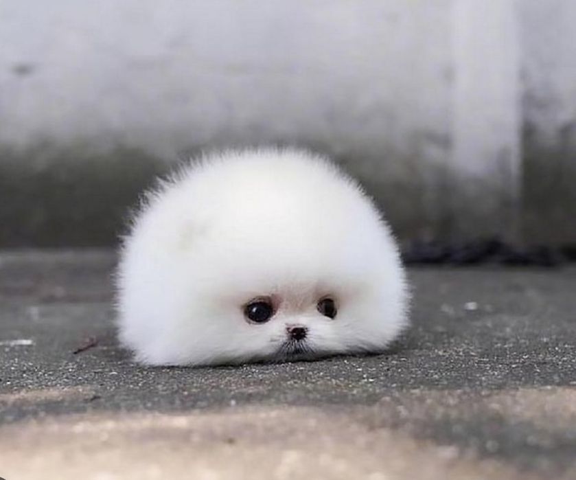 шпіц є два хлопчика і одна дівчинка