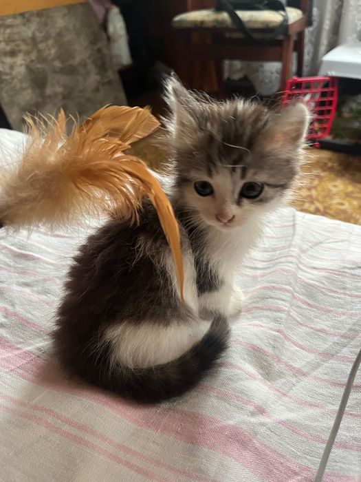 Кошенята, безкоштовно!