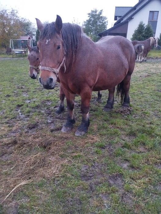 Klacz sztumska 81 pkt programowa