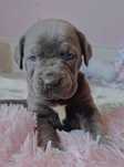 Cane corso mocna suczka