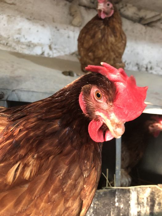 Курчата, Кури, Качки, Птиця.