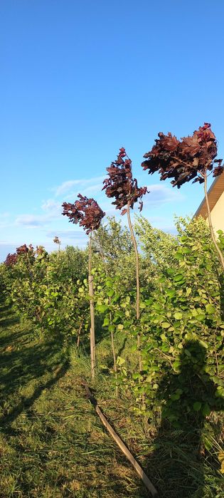 клен червонолистий 2-й сорт