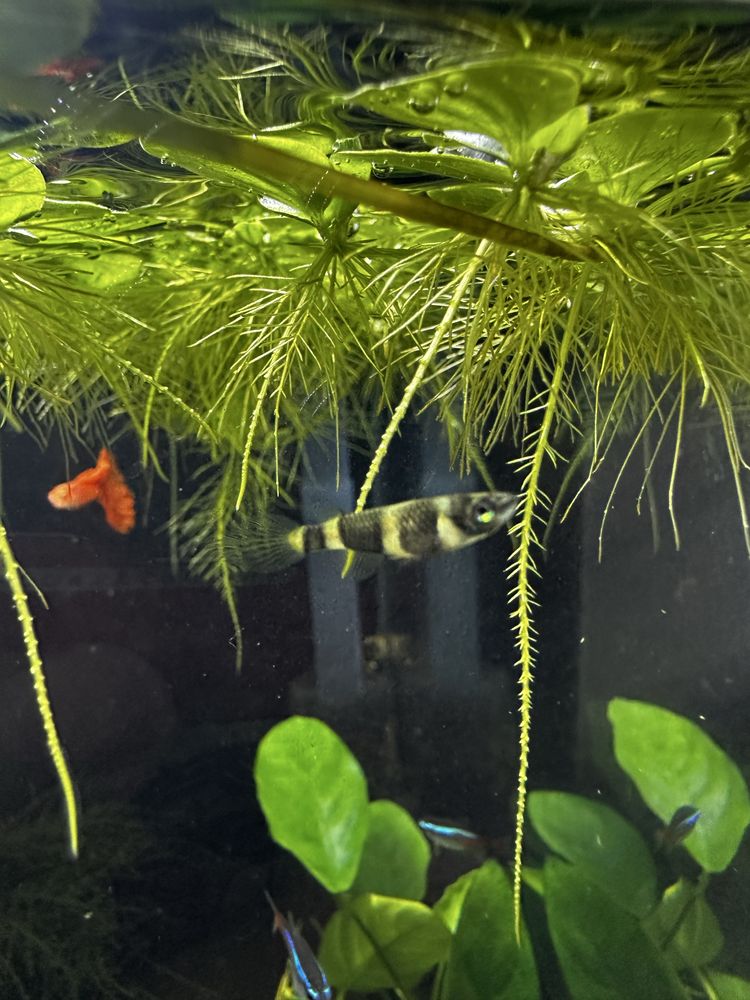 3 casais de clown killifish