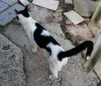 Gato Encontrado - Found cat