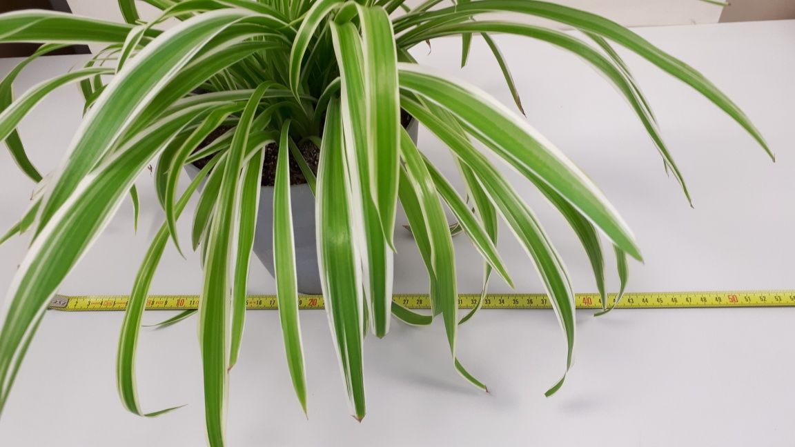 Zielistka Chlorophytum kwiat doniczkowy
