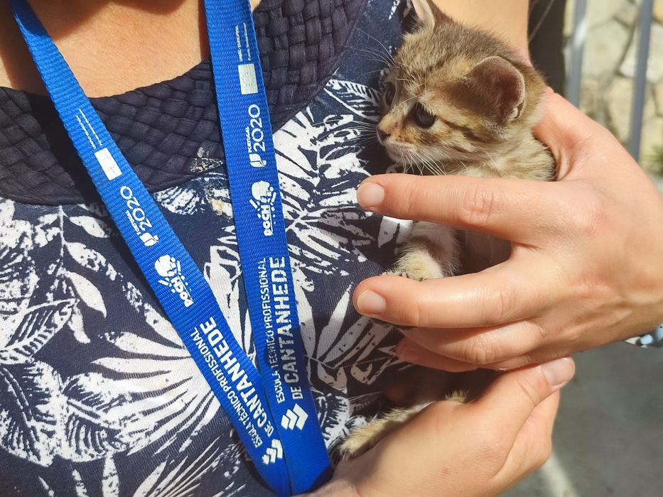 Oito gatinhos adoráveis! (machos e fêmeas)