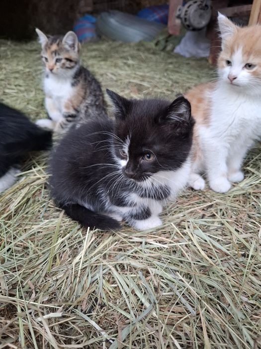 Kotki 2 miesieczne