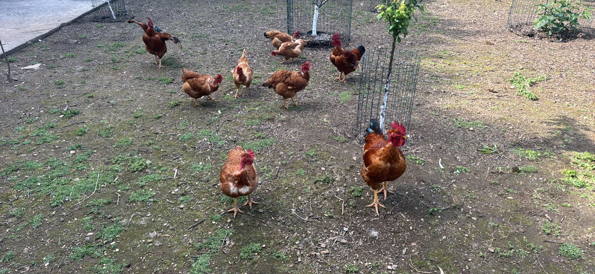 Vendo Ovos caseiros