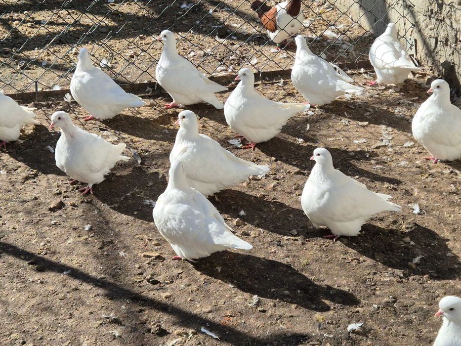 Gołębie mondajny sprzedam młode z 2025 roku